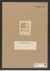 Eupodiscus puntulatus Grev. (de-Toni-Nr.: Genus 177, Species 4465) Zeichnungen Sammlung Grunow Nr. 8033 (NHMW-BOT-W0377341)